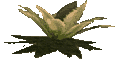 Magiekraut_t1neu.gif